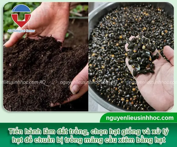 Hướng Dẫn Cách Trồng Mãng Cầu Xiêm Bằng Hạt Từ A-Z: Ươm Nảy Mầm Nhanh, Chăm Sóc Đúng Kỹ Thuật Cho Cây Khỏe, Ra Trái Sớm Hướng Dẫn Cách Trồng Mãng Cầu Xiêm Bằng Hạt Từ A-Z: Ươm Nảy Mầm Nhanh, Chăm Sóc Đúng Kỹ Thuật Cho Cây Khỏe, Ra Trái Sớm