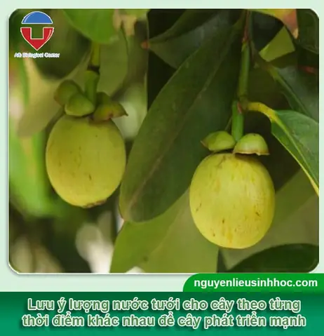 Cách Trồng Măng Cụt Bằng Hạt Tại Nhà: Hướng Dẫn Ươm Hạt Và Chăm Sóc Cây Con