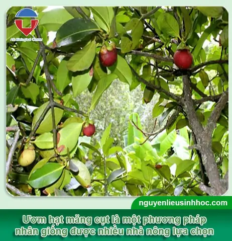 Cách Trồng Măng Cụt Bằng Hạt Tại Nhà: Hướng Dẫn Ươm Hạt Và Chăm Sóc Cây Con
