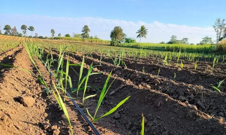 Cách Trồng Mía Đường Đúng Kỹ Thuật: Chọn Giống, Chăm Sóc Và Thu Hoạch