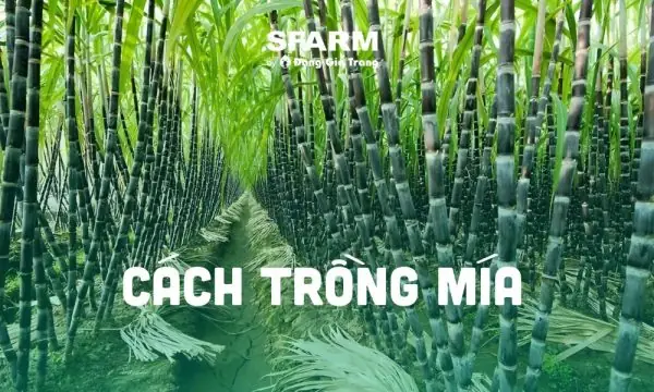 Cách Trồng Mía Đường Đúng Kỹ Thuật: Chọn Giống, Chăm Sóc Và Thu Hoạch