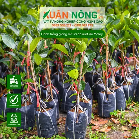 Cách Trồng Mít Malaysia: Chọn Giống, Làm Đất, Tưới Nước Và Chăm Sóc