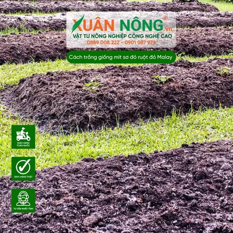 Cách Trồng Mít Malaysia: Chọn Giống, Làm Đất, Tưới Nước Và Chăm Sóc