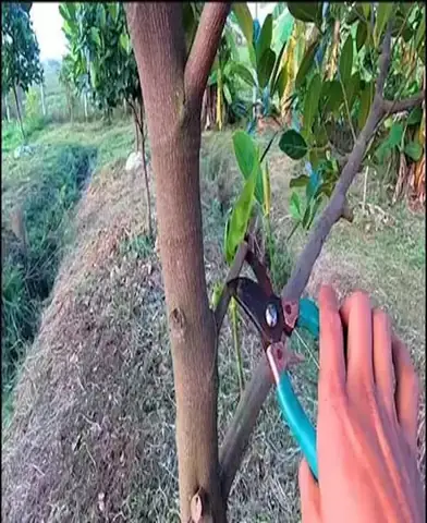 Cách Trồng Mít Thái Ghép Cho Người Mới: Hướng Dẫn Ghép, Chăm Sóc Và Thu Hoạch Cách Trồng Mít Thái Ghép Cho Người Mới: Hướng Dẫn Ghép, Chăm Sóc Và Thu Hoạch