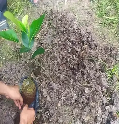 Cách Trồng Mít Thái Ghép Cho Người Mới: Hướng Dẫn Ghép, Chăm Sóc Và Thu Hoạch Cách Trồng Mít Thái Ghép Cho Người Mới: Hướng Dẫn Ghép, Chăm Sóc Và Thu Hoạch