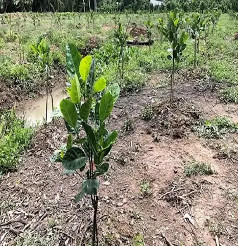 Cách Trồng Mít Thái Ghép Cho Người Mới: Hướng Dẫn Ghép, Chăm Sóc Và Thu Hoạch Cách Trồng Mít Thái Ghép Cho Người Mới: Hướng Dẫn Ghép, Chăm Sóc Và Thu Hoạch