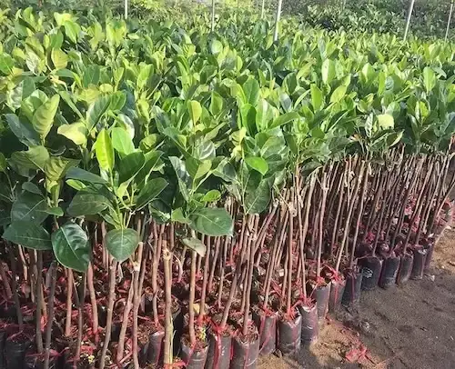 Cách Trồng Mít Thái Ghép Cho Người Mới: Hướng Dẫn Ghép, Chăm Sóc Và Thu Hoạch Cách Trồng Mít Thái Ghép Cho Người Mới: Hướng Dẫn Ghép, Chăm Sóc Và Thu Hoạch