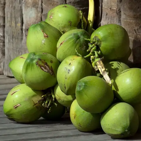 Hướng Dẫn Cách Trồng Mộng Dừa Thành Công: Từ Chọn Giống, Ưm Nảy Đến Kỹ Thuật Trồng Và Chăm Sóc Cây Non