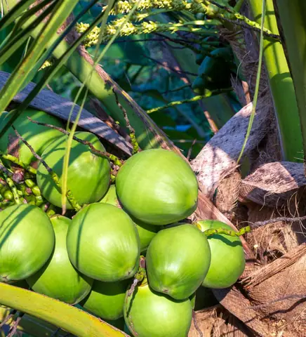 Hướng Dẫn Cách Trồng Mộng Dừa Thành Công: Từ Chọn Giống, Ưm Nảy Đến Kỹ Thuật Trồng Và Chăm Sóc Cây Non