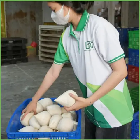 Hướng Dẫn Cách Trồng Mộng Dừa Thành Công: Từ Chọn Giống, Ưm Nảy Đến Kỹ Thuật Trồng Và Chăm Sóc Cây Non