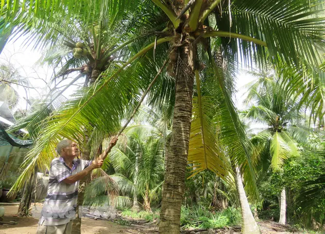 Hướng Dẫn Cách Trồng Mộng Dừa Thành Công: Từ Chọn Giống, Ưm Nảy Đến Kỹ Thuật Trồng Và Chăm Sóc Cây Non