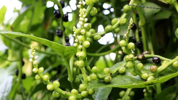 Cách Trồng Mồng Tơi Lấy Hạt: Quy Trình Gieo Hạt, Chăm Cây, Thu Hạt Và Bảo Quản Cách Trồng Mồng Tơi Lấy Hạt: Quy Trình Gieo Hạt, Chăm Cây, Thu Hạt Và Bảo Quản