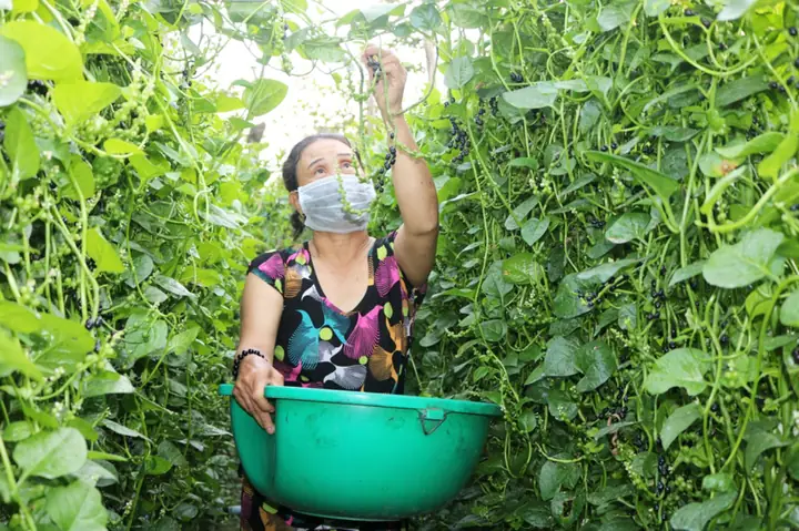 Cách Trồng Mồng Tơi Lấy Hạt: Quy Trình Gieo Hạt, Chăm Cây, Thu Hạt Và Bảo Quản Cách Trồng Mồng Tơi Lấy Hạt: Quy Trình Gieo Hạt, Chăm Cây, Thu Hạt Và Bảo Quản