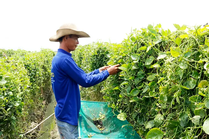 Cách Trồng Mồng Tơi Lấy Hạt: Quy Trình Gieo Hạt, Chăm Cây, Thu Hạt Và Bảo Quản Cách Trồng Mồng Tơi Lấy Hạt: Quy Trình Gieo Hạt, Chăm Cây, Thu Hạt Và Bảo Quản