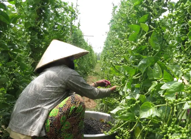 Cách Trồng Mồng Tơi Lấy Hạt: Quy Trình Gieo Hạt, Chăm Cây, Thu Hạt Và Bảo Quản Cách Trồng Mồng Tơi Lấy Hạt: Quy Trình Gieo Hạt, Chăm Cây, Thu Hạt Và Bảo Quản