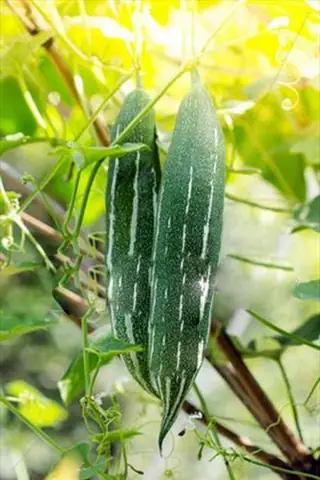 Hướng Dẫn Cách Trồng Mướp Nhật (lặc Lày) Tại Nhà Từ A-Z: Ưm Hạt, Làm Giàn, Chăm Sóc Cho Sai Quả Kín Giàn