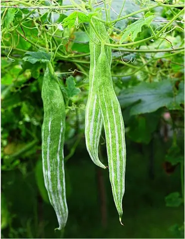 Hướng Dẫn Cách Trồng Mướp Nhật (lặc Lày) Tại Nhà Từ A-Z: Ưm Hạt, Làm Giàn, Chăm Sóc Cho Sai Quả Kín Giàn