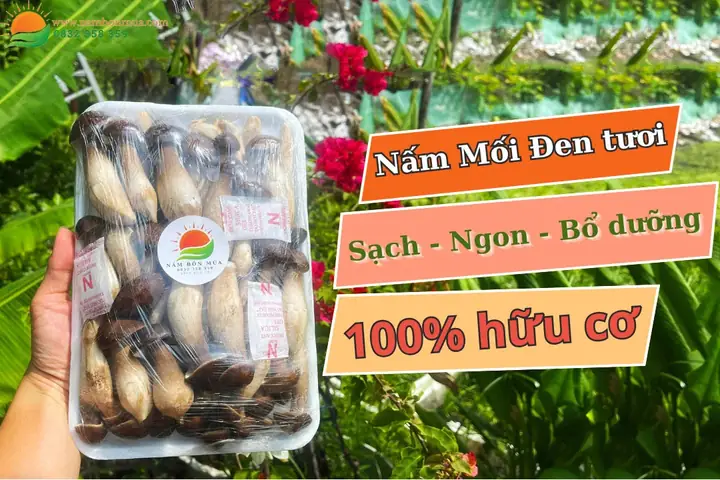 Cách Trồng Nấm Bịch (nấm Sò/bào Ngư) Tại Nhà Từ Phôi Đến Thu Hoạch Cách Trồng Nấm Bịch (nấm Sò/bào Ngư) Tại Nhà Từ Phôi Đến Thu Hoạch