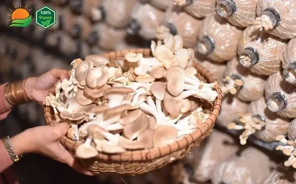 Cách Trồng Nấm Bịch (nấm Sò/bào Ngư) Tại Nhà Từ Phôi Đến Thu Hoạch Cách Trồng Nấm Bịch (nấm Sò/bào Ngư) Tại Nhà Từ Phôi Đến Thu Hoạch
