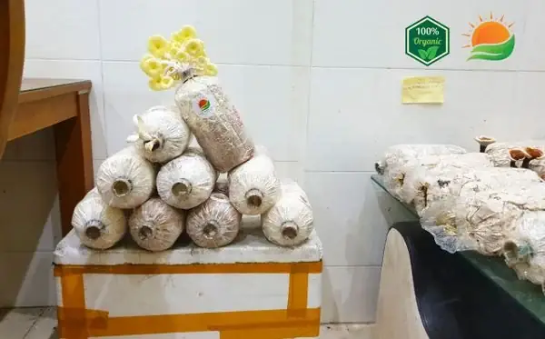 Cách Trồng Nấm Bịch (nấm Sò/bào Ngư) Tại Nhà Từ Phôi Đến Thu Hoạch Cách Trồng Nấm Bịch (nấm Sò/bào Ngư) Tại Nhà Từ Phôi Đến Thu Hoạch