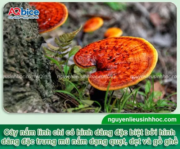Hướng Dẫn Cách Trồng Nấm Linh Chi Trên Bã Mía: Quy Trình Chuẩn, Tỷ Lệ Phối Trộn Và Kỹ Thuật Chăm Sóc Đạt Năng Suất Cao