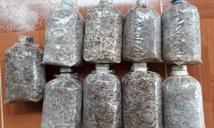 Cách Trồng Nấm Rơm Để Ăn Tại Nhà: Quy Trình Từ Ủ Rơm Đến Thu Hoạch