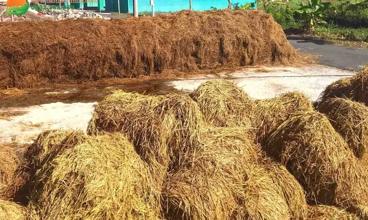 Cách Trồng Nấm Rơm Để Ăn Tại Nhà: Quy Trình Từ Ủ Rơm Đến Thu Hoạch