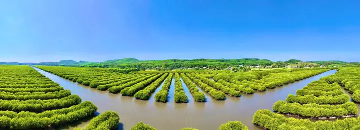 Cách Trồng Hẹ Từ Củ, Gốc Hoặc Hạt: Nhanh Lớn, Thu Nhiều Lứa