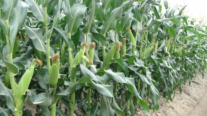 Cách Trồng Ngô Nếp Tại Nhà Đơn Giản, Hiệu Quả: Từ Chọn Giống Đến Thu Hoạch Cách Trồng Ngô Nếp Tại Nhà Đơn Giản, Hiệu Quả: Từ Chọn Giống Đến Thu Hoạch