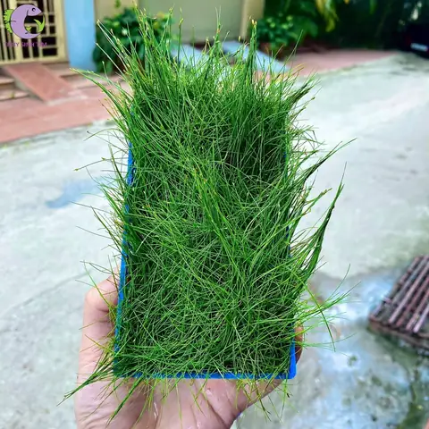 Hướng Dẫn Cách Trồng Ngưu Mao Chiên Lùn Xòe Từ A-Z: Kỹ Thuật Trồng, Chăm Sóc Và Xử Lý Sự Cố Để Có Thảm Nền Xanh Mướt Hướng Dẫn Cách Trồng Ngưu Mao Chiên Lùn Xòe Từ A-Z: Kỹ Thuật Trồng, Chăm Sóc Và Xử Lý Sự Cố Để Có Thảm Nền Xanh Mướt