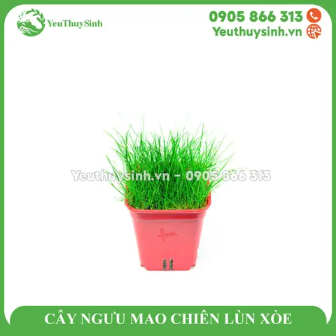 Hướng Dẫn Cách Trồng Ngưu Mao Chiên Lùn Xòe Từ A-Z: Kỹ Thuật Trồng, Chăm Sóc Và Xử Lý Sự Cố Để Có Thảm Nền Xanh Mướt Hướng Dẫn Cách Trồng Ngưu Mao Chiên Lùn Xòe Từ A-Z: Kỹ Thuật Trồng, Chăm Sóc Và Xử Lý Sự Cố Để Có Thảm Nền Xanh Mướt
