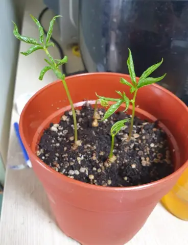 Cách Trồng Nhân Sâm Việt Nam (sâm Ngọc Linh) Từ Chọn Giống Đến Thu Hoạch Cách Trồng Nhân Sâm Việt Nam (sâm Ngọc Linh) Từ Chọn Giống Đến Thu Hoạch