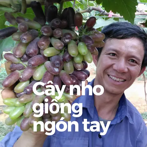 Cách Trồng Nho Đen Không Hạt Cho Người Mới: Từ Chọn Giống Đến Thu Hoạch