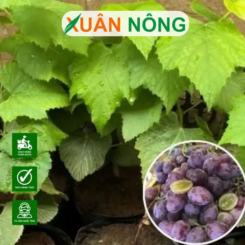 Cách Trồng Nho Ninh Thuận Trong Chậu Tại Nhà: Từ Chọn Giống Đến Thu Hoạch