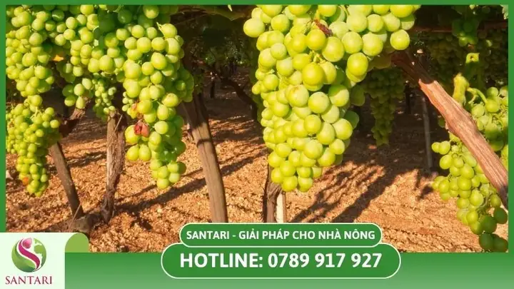 Cách Trồng Nho Lùn Pháp: Ươm Hạt, Trồng Chậu Và Chăm Sóc