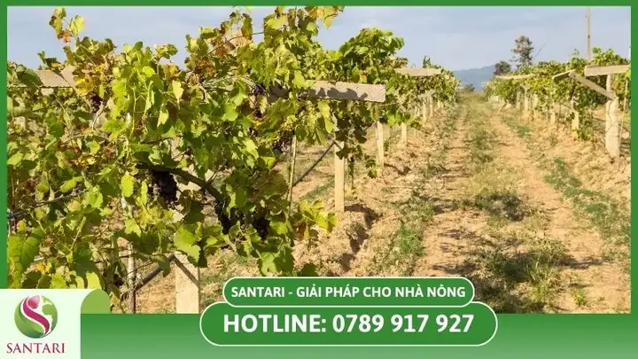 Cách Trồng Nho Lùn Pháp: Ươm Hạt, Trồng Chậu Và Chăm Sóc