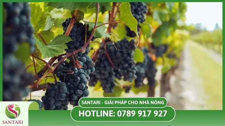 Cách Trồng Nho Lùn Pháp: Ươm Hạt, Trồng Chậu Và Chăm Sóc