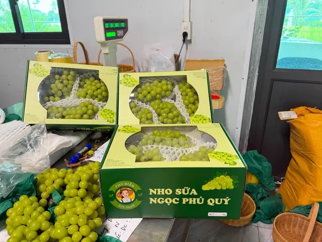 Cách Trồng Nho Sữa Hàn Quốc (nho Mẫu Đơn): Quy Trình Từ Chọn Giống Đến Thu Hoạch