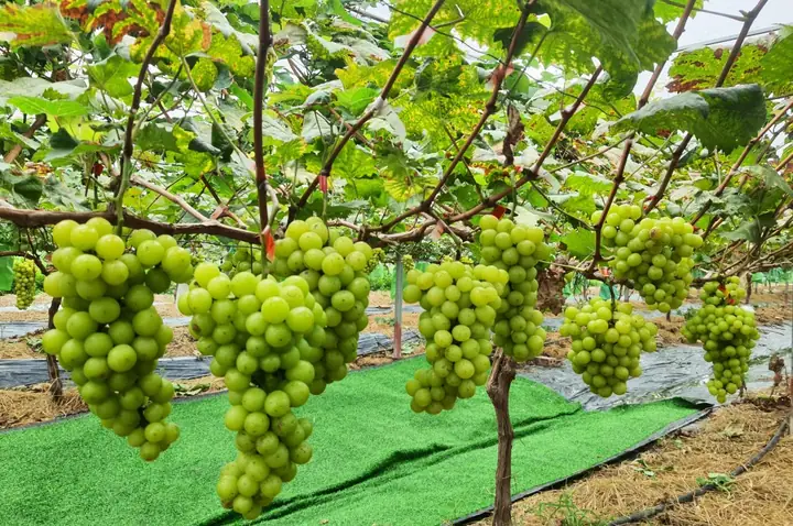 Cách Trồng Nho Sữa Hàn Quốc (nho Mẫu Đơn): Quy Trình Từ Chọn Giống Đến Thu Hoạch