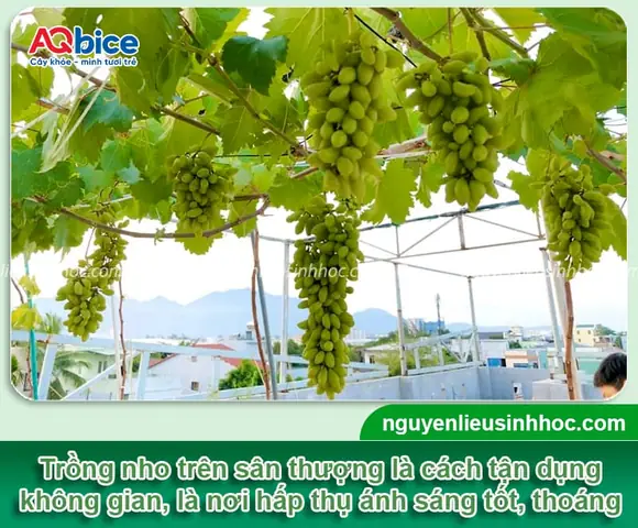 Cách Trồng Nho Tím Tại Nhà: Chọn Giống, Làm Giàn Và Chăm Sóc Cây Ra Quả Cách Trồng Nho Tím Tại Nhà: Chọn Giống, Làm Giàn Và Chăm Sóc Cây Ra Quả