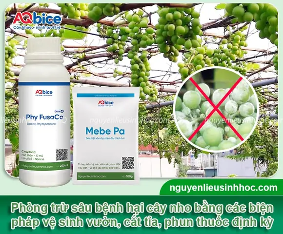 Cách Trồng Nho Tím Tại Nhà: Chọn Giống, Làm Giàn Và Chăm Sóc Cây Ra Quả Cách Trồng Nho Tím Tại Nhà: Chọn Giống, Làm Giàn Và Chăm Sóc Cây Ra Quả