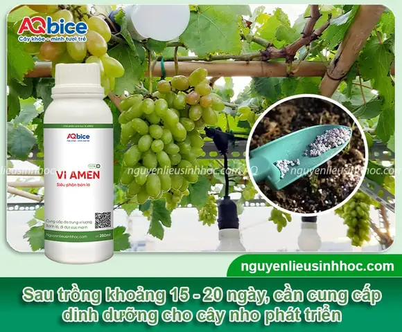 Cách Trồng Nho Tím Tại Nhà: Chọn Giống, Làm Giàn Và Chăm Sóc Cây Ra Quả Cách Trồng Nho Tím Tại Nhà: Chọn Giống, Làm Giàn Và Chăm Sóc Cây Ra Quả