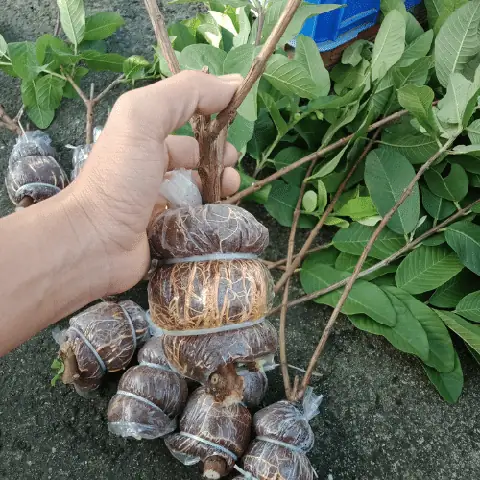 Cách Trồng Ổi Kiểng Trong Chậu Cho Cây Khỏe, Hoa Nhiều Và Sai Quả