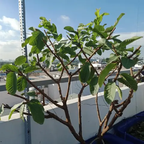 Cách Trồng Ổi Kiểng Trong Chậu Cho Cây Khỏe, Hoa Nhiều Và Sai Quả