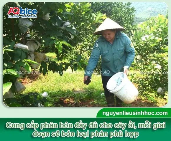 Hướng Dẫn Trồng Ổi Từ Hạt Chi Tiết A-Z: Từ Ươm Mầm Đến Chăm Sóc Cho Quả Ngon, Tỷ Lệ Thành Công Cao