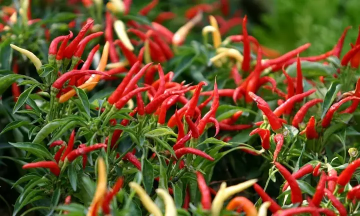 Cách Trồng Ớt Chim Ỉa (ớt Hiểm) Từ Hạt: Chăm Sóc Để Ra Nhiều Quả Cách Trồng Ớt Chim Ỉa (ớt Hiểm) Từ Hạt: Chăm Sóc Để Ra Nhiều Quả