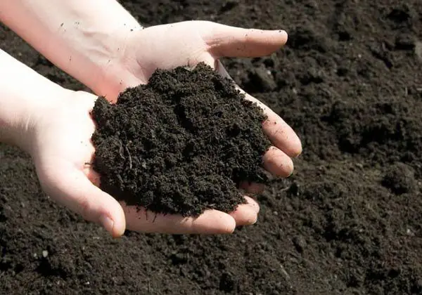 Cách Trồng Ớt Cho Nhiều Trái Tại Nhà: Hướng Dẫn Từ Hạt Đến Thu Hoạch