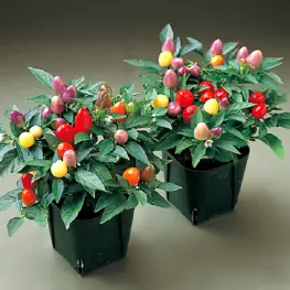 Cách Trồng Ớt Ngũ Sắc Trong Chậu: Từ Chọn Giống Đến Thu Hoạch