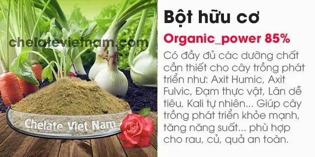 Cách Trồng Ớt Ngũ Sắc Trong Chậu: Từ Chọn Giống Đến Thu Hoạch
