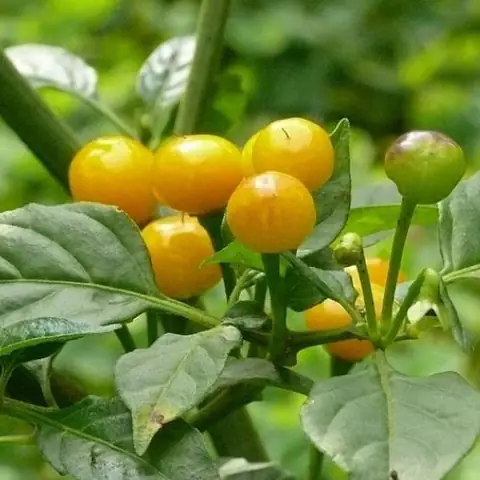 Hướng Dẫn Trồng Ớt Peru (charapita) Tại Nhà Từ A-Z: Ưm Hạt, Chăm Sóc, Phòng Bệnh Và Thu Hoạch Đúng Kỹ Thuật